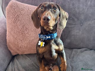 Miniature Dachshund dogs Male Miniature Dachshund - Advert 16