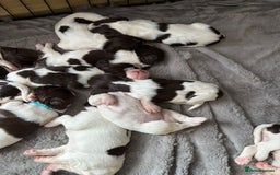 English Springer Spaniel dogs for sale: English springer spaniel pups - Image 2