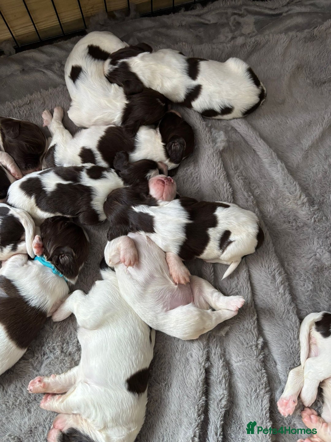 English Springer Spaniel dogs for sale: English springer spaniel pups - Image 2