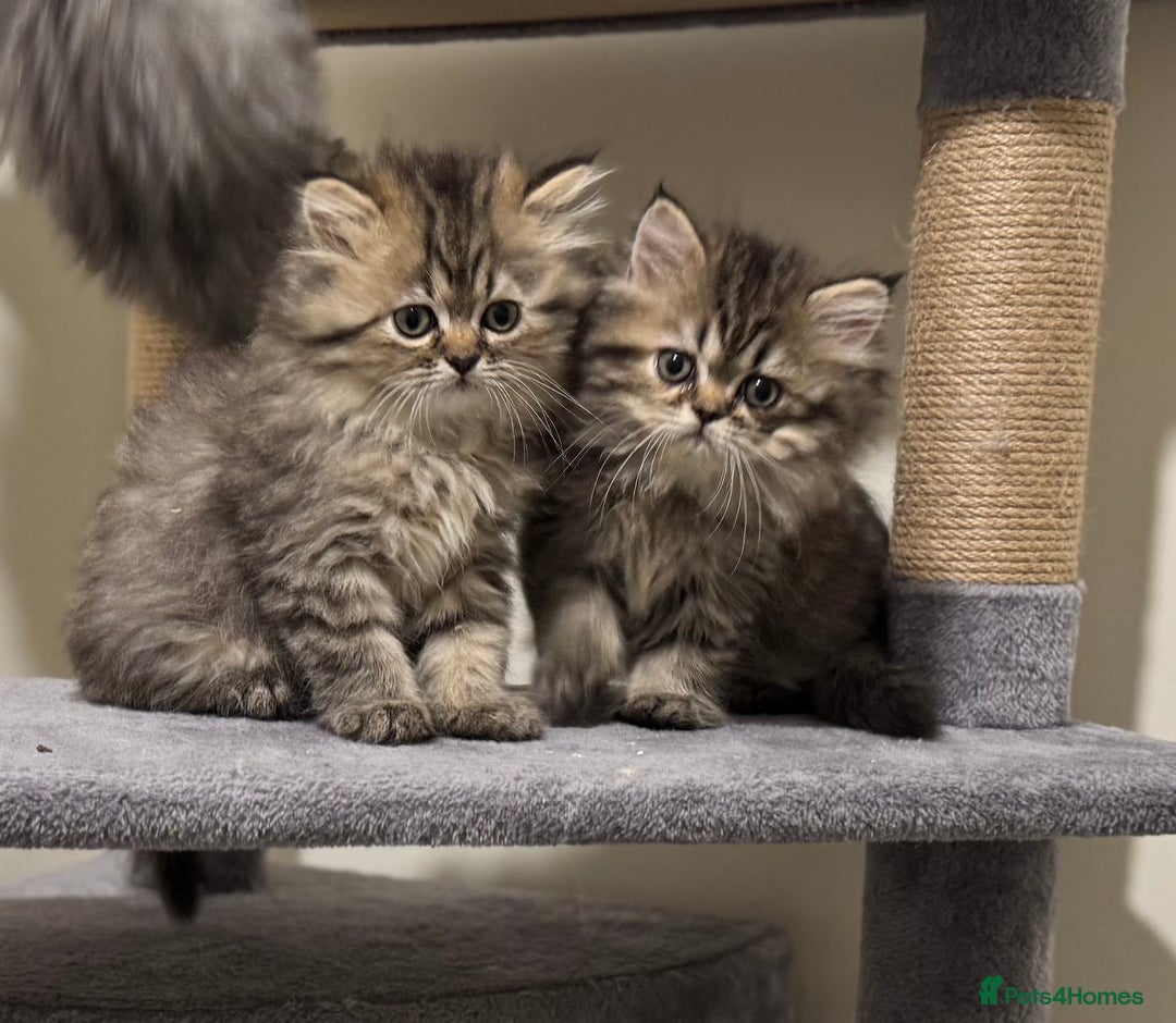 Persian cats for sale: Persian Kittens - 2 Males & 2 Females  - Image 8