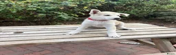 Mixed Breed dogs for sale: White Swiss shepherd cross wolf dog - Advert 9