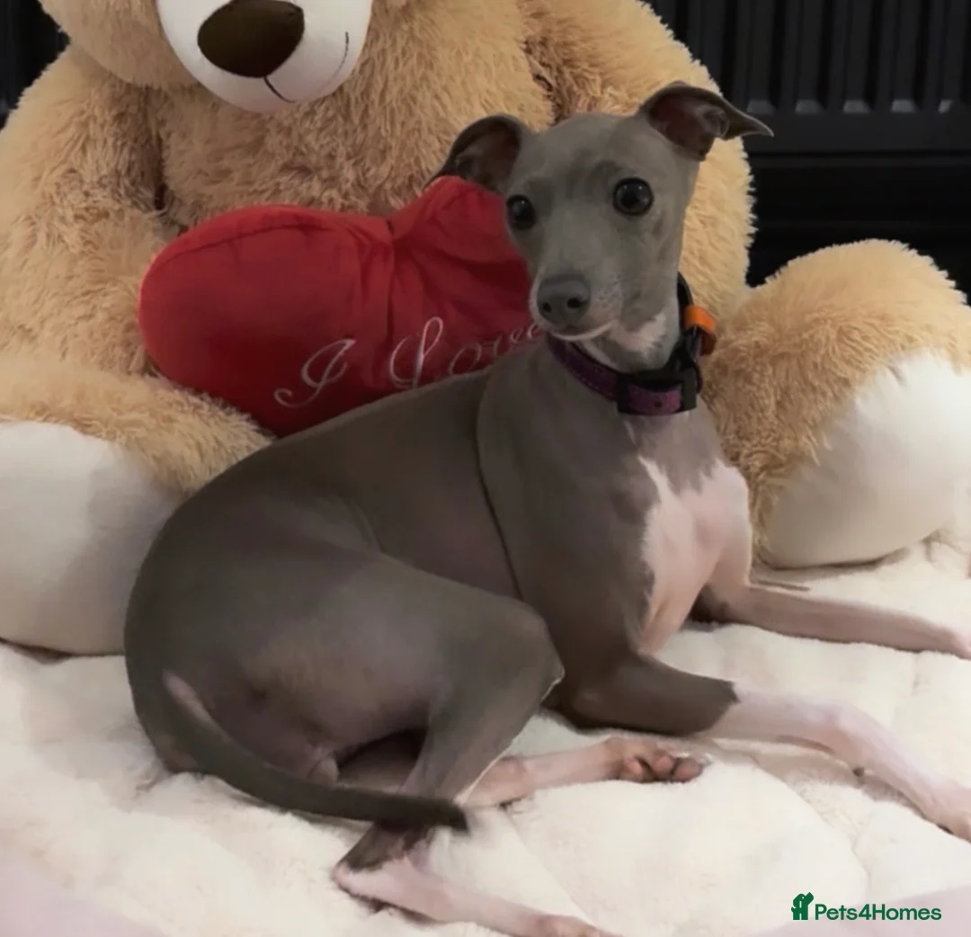 Italian Greyhound dogs for sale: Exceptionally Well-Bred Italian Greyhound Puppies - Advert 3