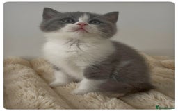 British Shorthair cats for sale: GCCF British Shorthair Blue Bi-Colour male kitten - Image 2