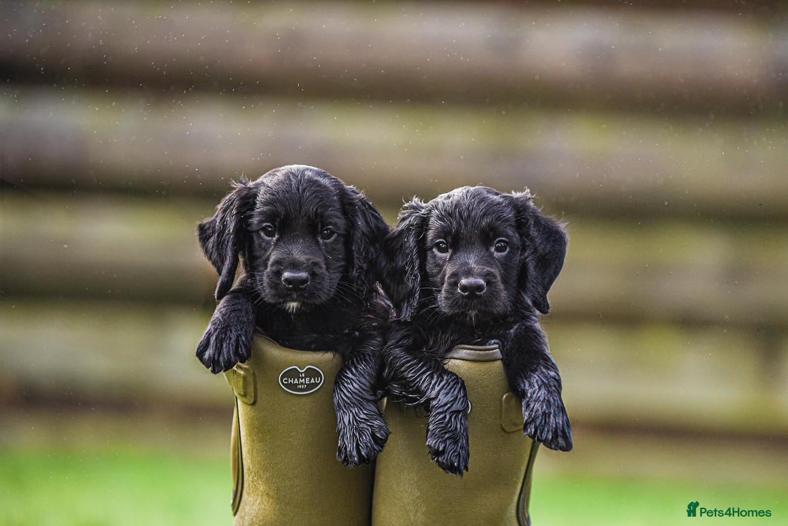Cocker Spaniel dogs Issy & Finn Puppies  - Advert 1
