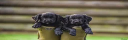 Cocker Spaniel dogs for sale: Issy & Finn Puppies  - Advert 1