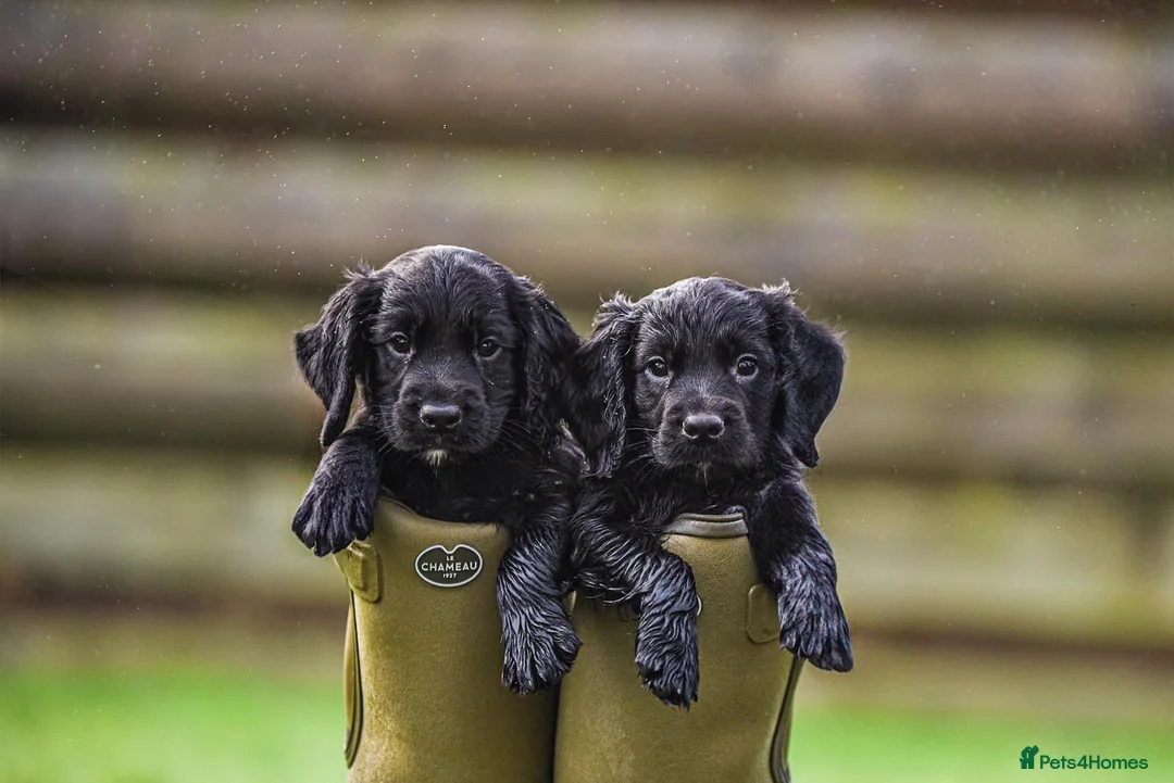 Cocker Spaniel dogs for sale: Issy & Finn Puppies  - Advert 1