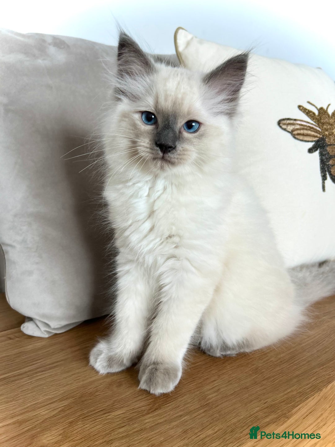Ragdoll cats for sale: Gorgeous Male Ragdoll Kitten- Ready Now - Image 3