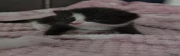Mixed Breed cats for sale: 5 beautiful fluffy kittens - Advert 2