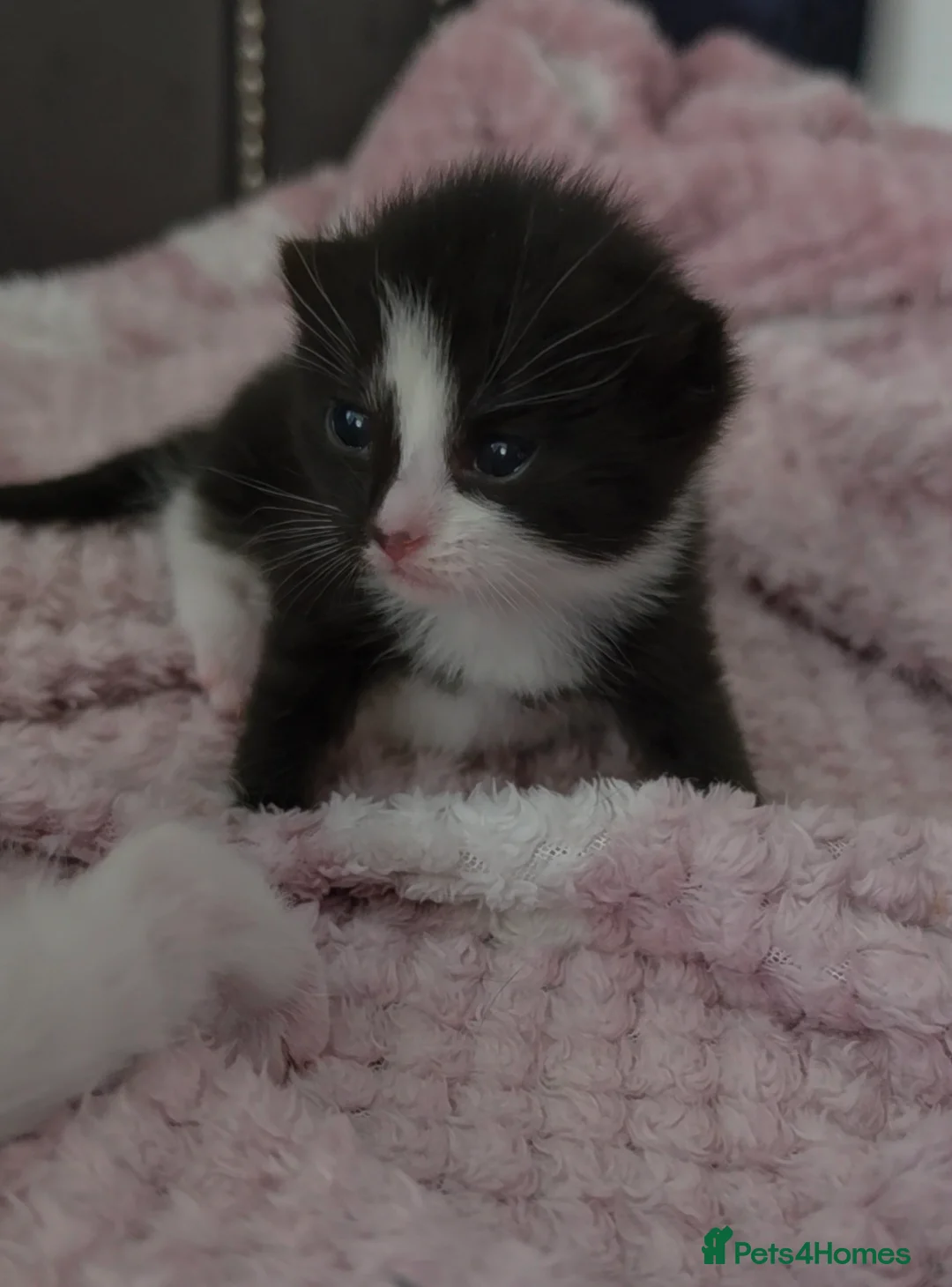 Mixed Breed cats for sale: 5 beautiful fluffy kittens - Advert 2