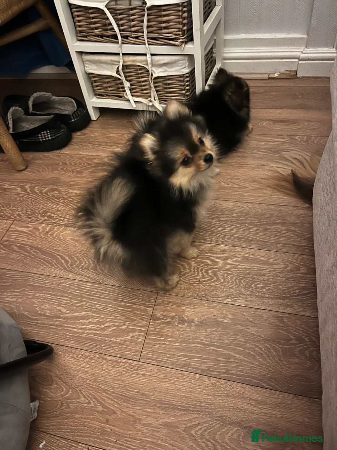 Pomeranian dogs for sale: Gorgeous  **  Pomeranian pups - Advert 2