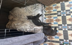 Mixed Breed cats for sale: Moggy kittens (half Mainecoon) - Image 3