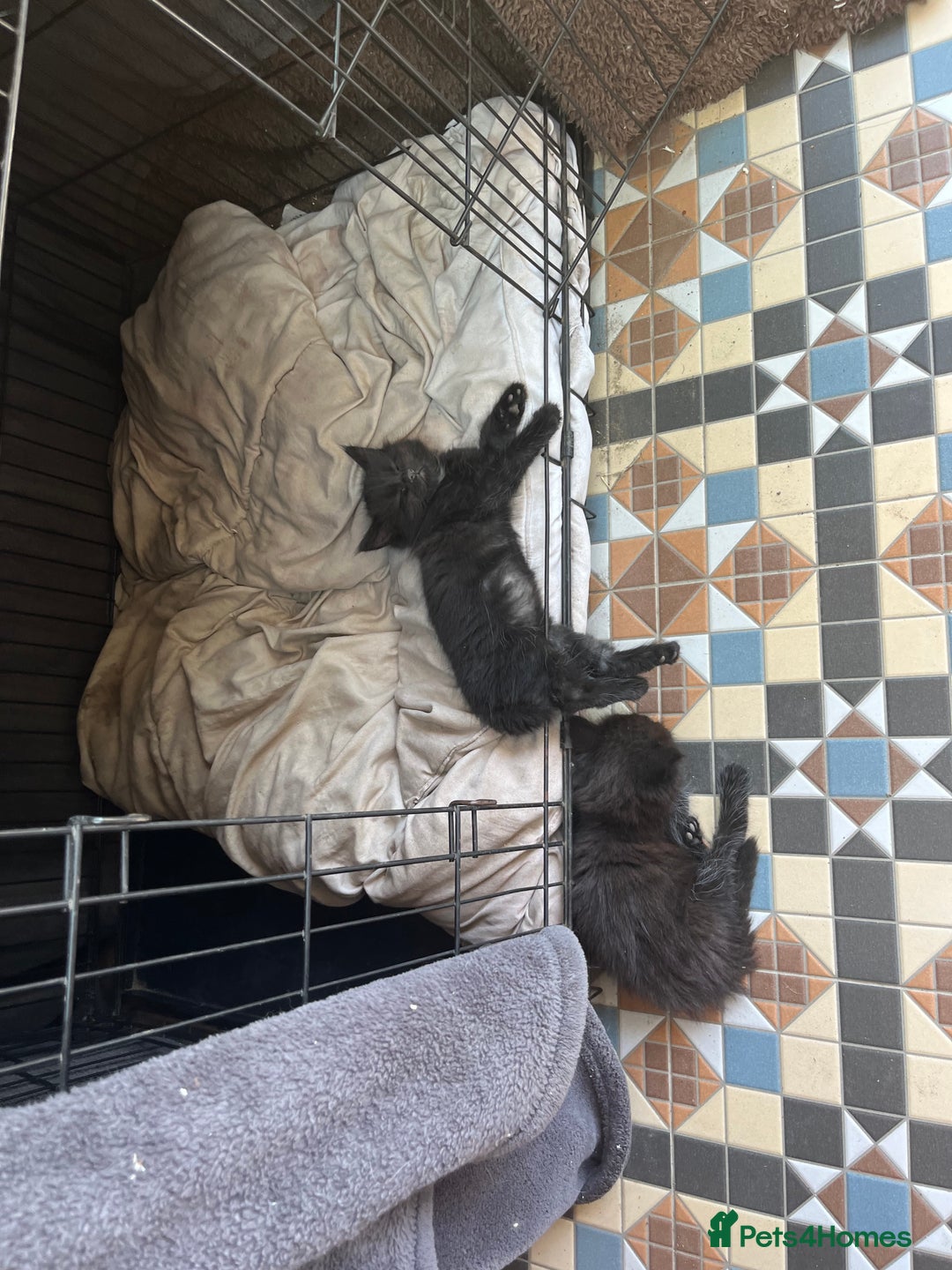 Mixed Breed cats for sale: Moggy kittens (half Mainecoon) - Image 3