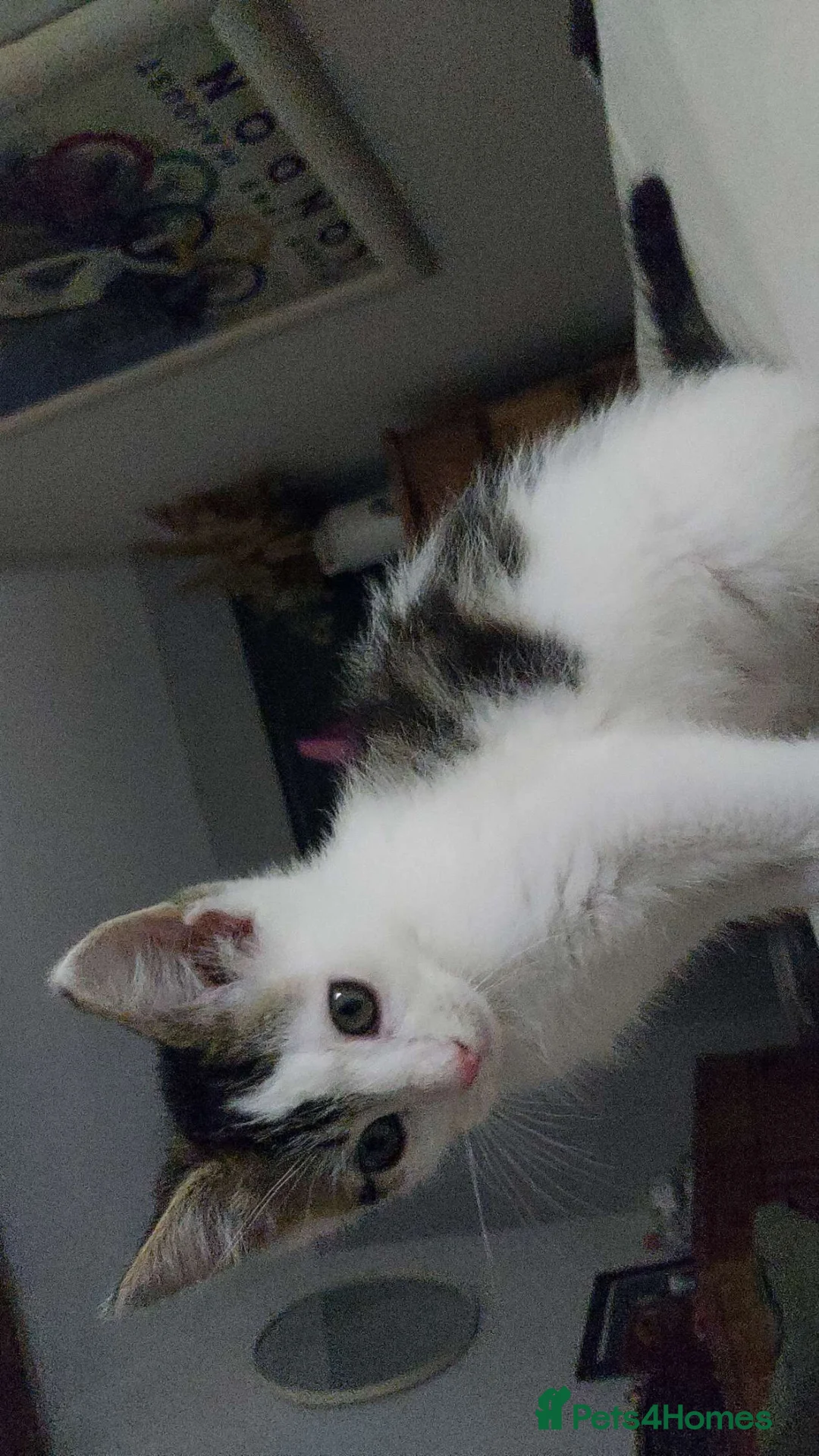 Mixed Breed cats for sale: 2 male 6-Month-Old Kittens – Must Go Together  - Advert 2