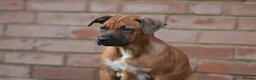 Mixed Breed dogs for sale: Reduced bullherders proven lines  - Advert 8