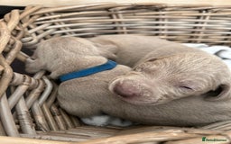 Weimaraner dogs for sale: Exceptional litter of Weimaraner puppies  - Image 21
