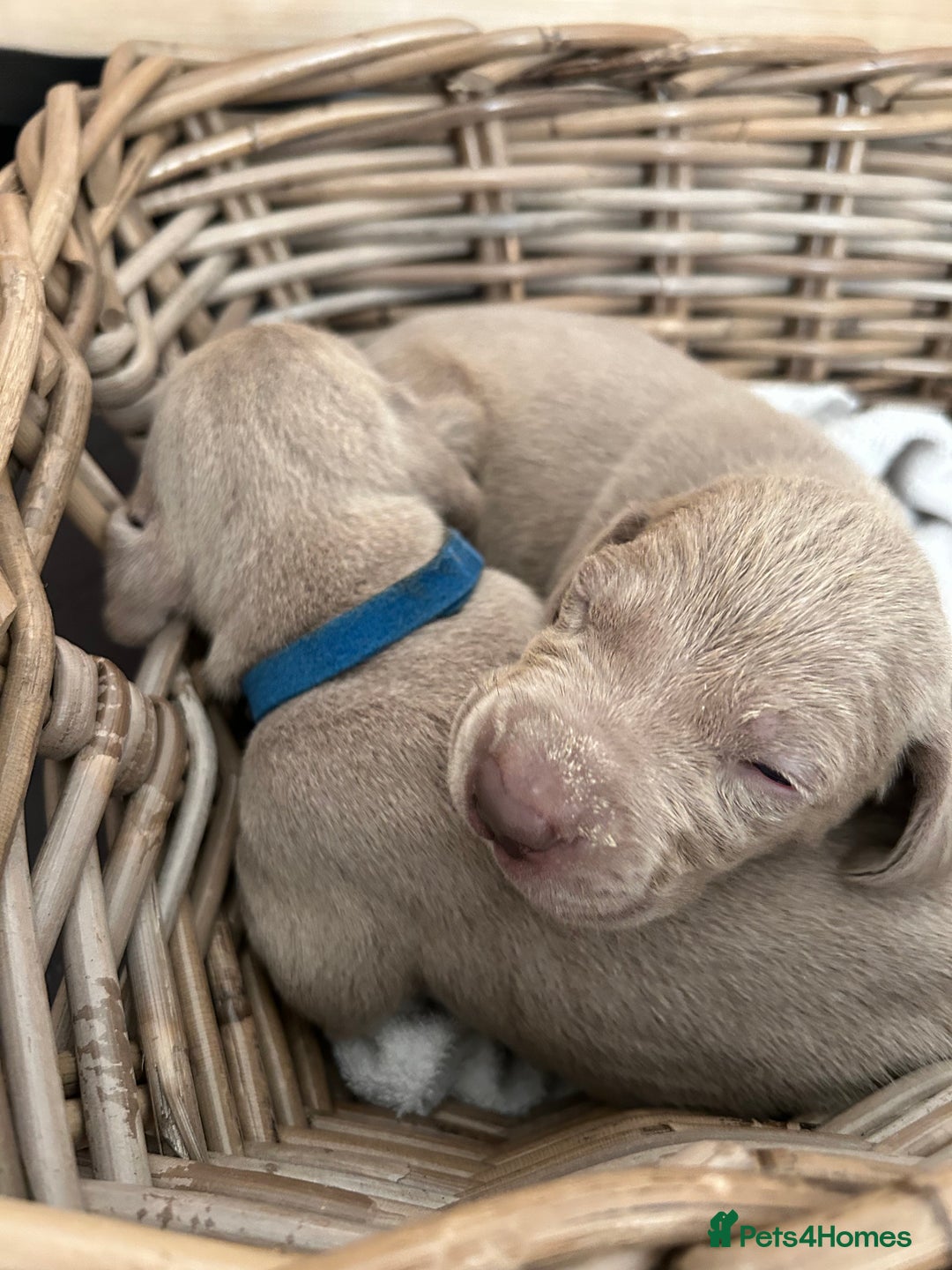 Weimaraner dogs for sale: Exceptional litter of Weimaraner puppies  - Image 21