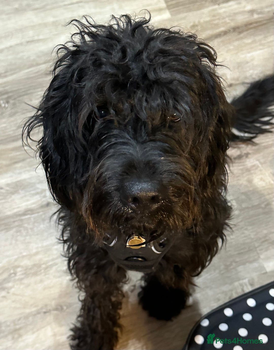 Labradoodle dogs for sale: 3 year old gorgeous Labradoodle boy. - Image 4