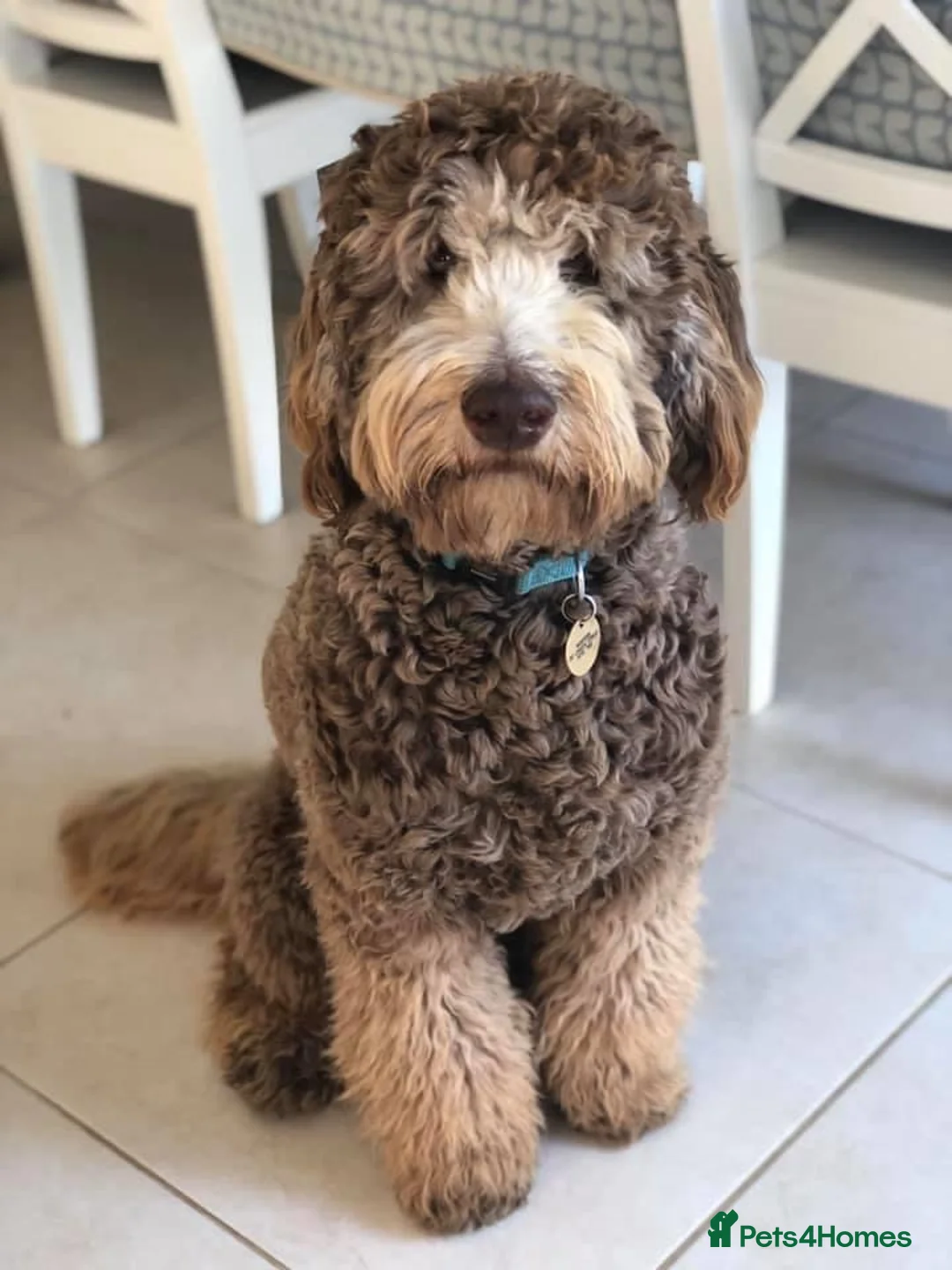Labradoodle dogs for sale: F4 Standard Labradoodles (Fully Health Tested) - Advert 10