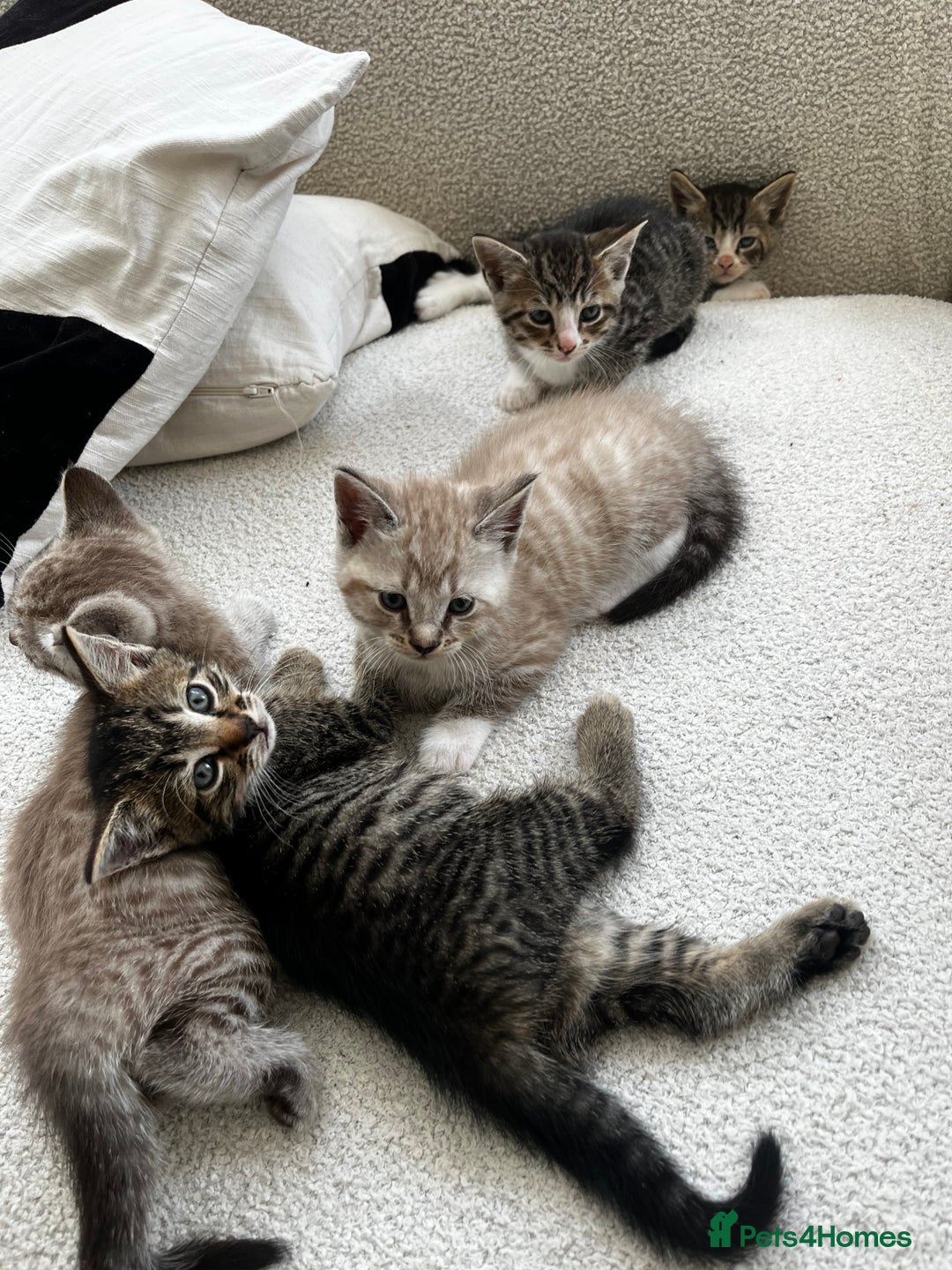 Mixed Breed cats for sale: Ready to go next week! cream tabby kittens - Image 1
