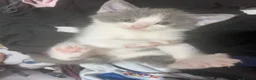 Mixed Breed cats for sale: Adorable kittens  in Bedford - Advert 7