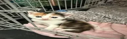 Mixed Breed cats for sale: 2 female kittens - Advert 3