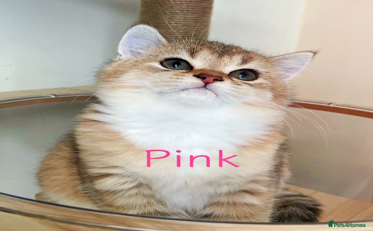 British Shorthair cats - Advert 12