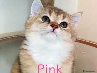 British Shorthair cats - Advert 12