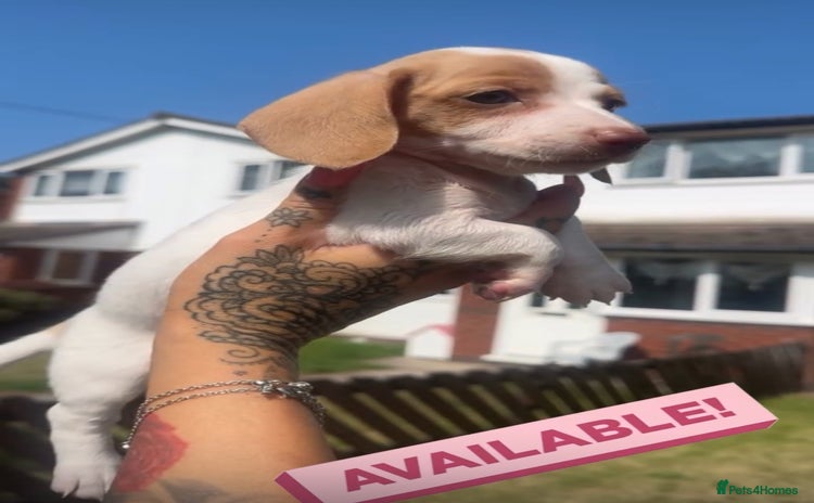 Miniature Dachshund dogs - Advert 2