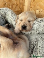 Golden Retriever dogs Golden retriever puppies - Advert 3