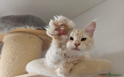 Maine Coon cats for sale: Our best boy is looking for a new home - Advert 1