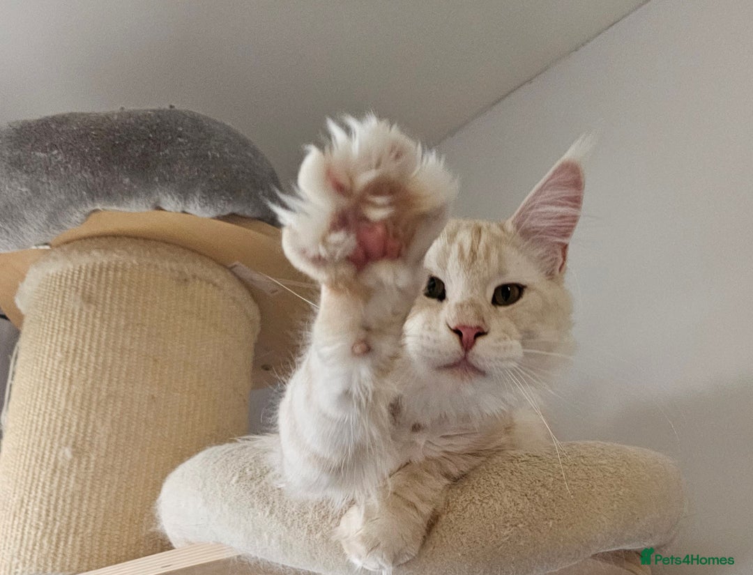 Maine Coon cats for sale: Our best boy is looking for a new home - Advert 1