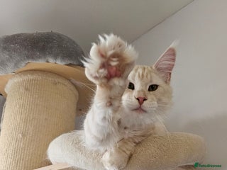 Maine Coon cats Our best boy is looking for a new home - Advert 1