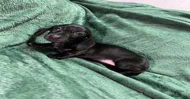 Miniature Dachshund dogs - Advert 14