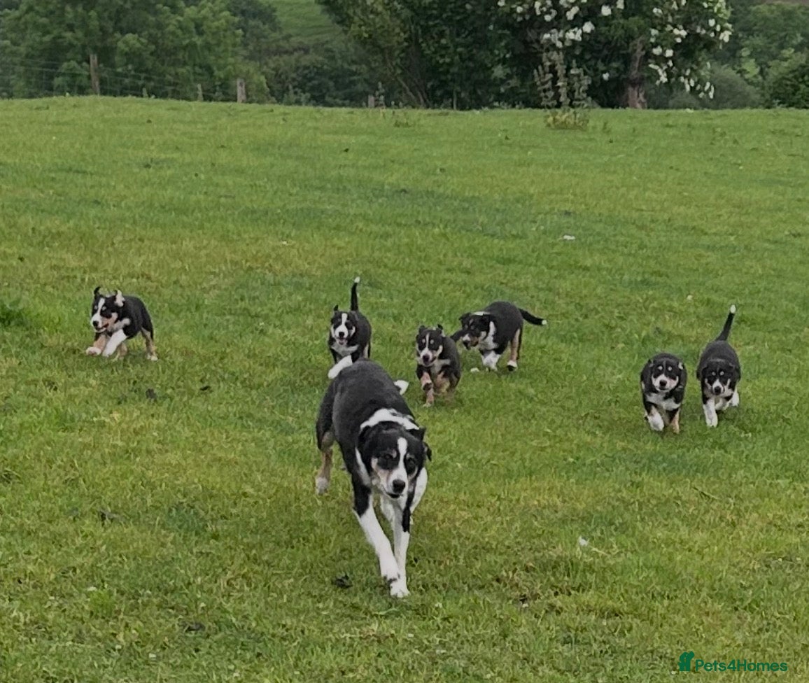 Mixed Breed dogs Beautiful tri colour border collie pups - Advert 3