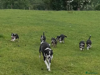 Mixed Breed dogs Beautiful tri colour border collie pups - Advert 3