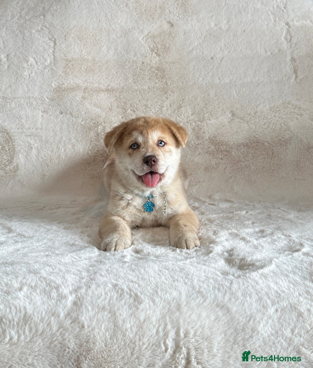 Chow Chow dogs for sale: Exotic colour chowsky puppies for sale  - Image 16