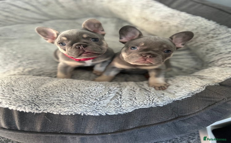 French Bulldog dogs - Advert 15