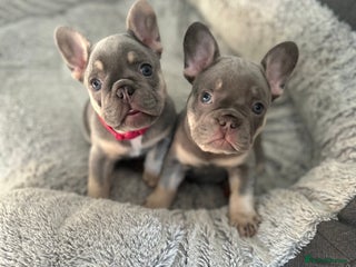 French Bulldog dogs - Advert 25
