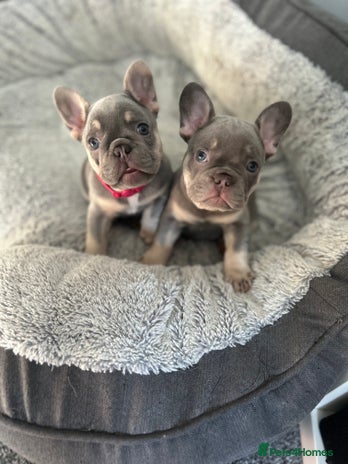 French Bulldog dogs - Advert 2