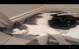 Domestic Shorthair cats for sale: Beautiful kittens  - Image 1