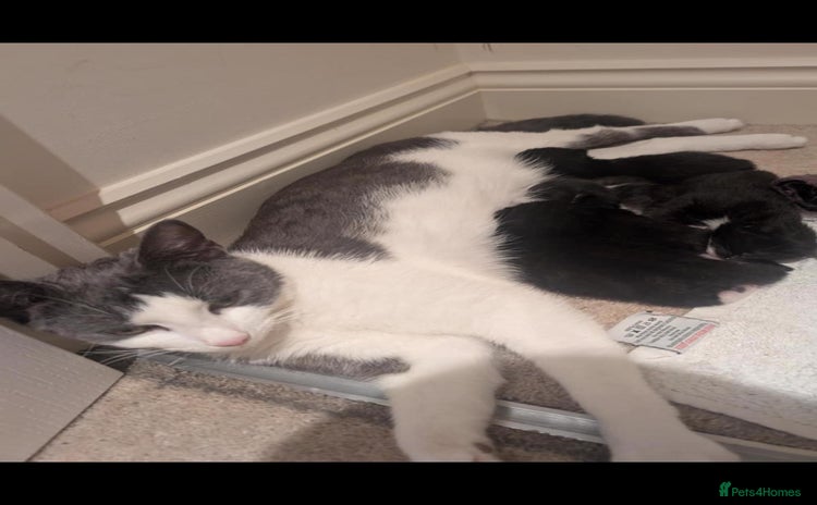 Domestic Shorthair cats - Advert 4