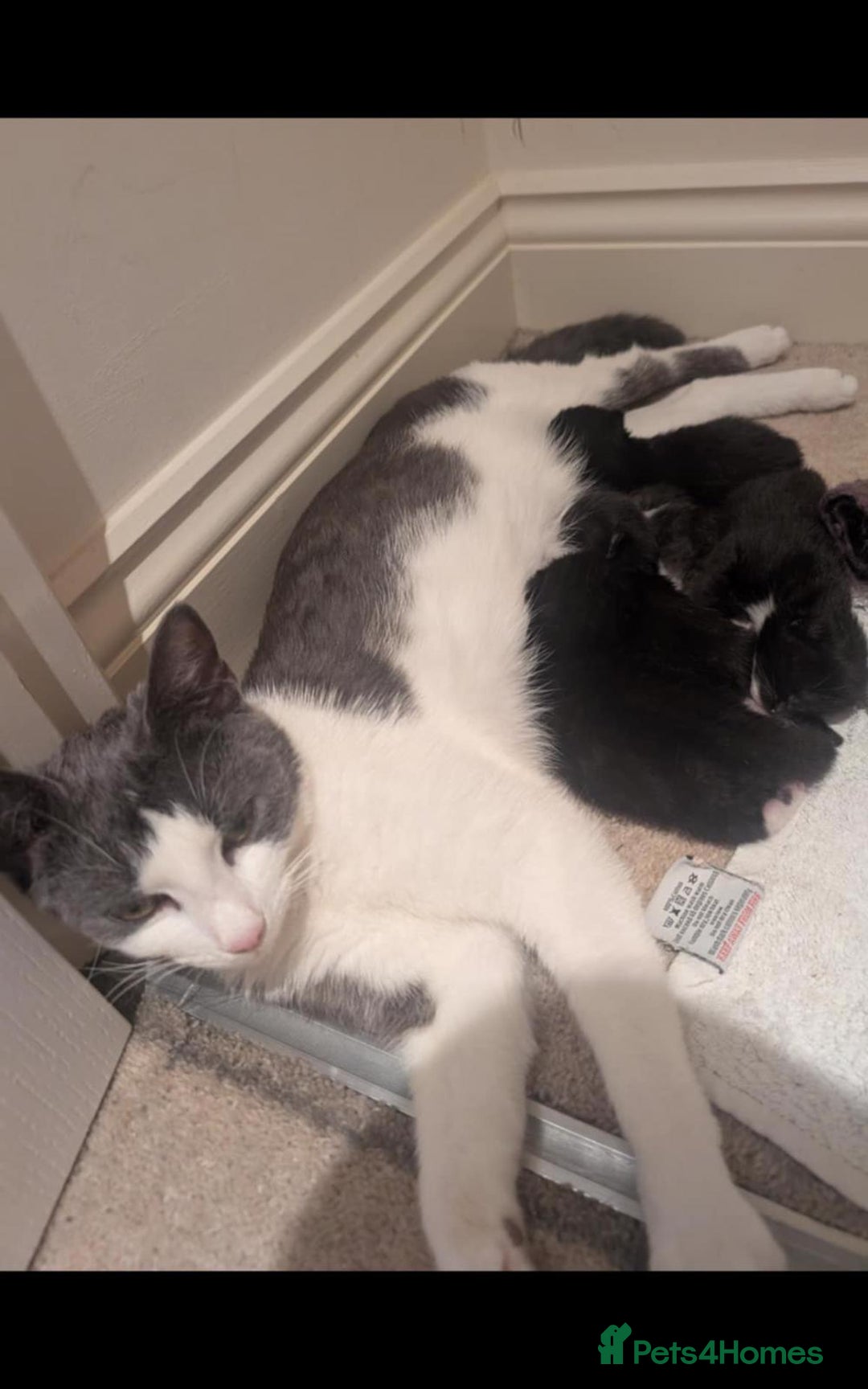 Domestic Shorthair cats for sale: Beautiful kittens  - Image 1