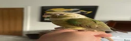 Conures birds for sale: Cooper Pineapple Conure  in Upminster - Advert 4