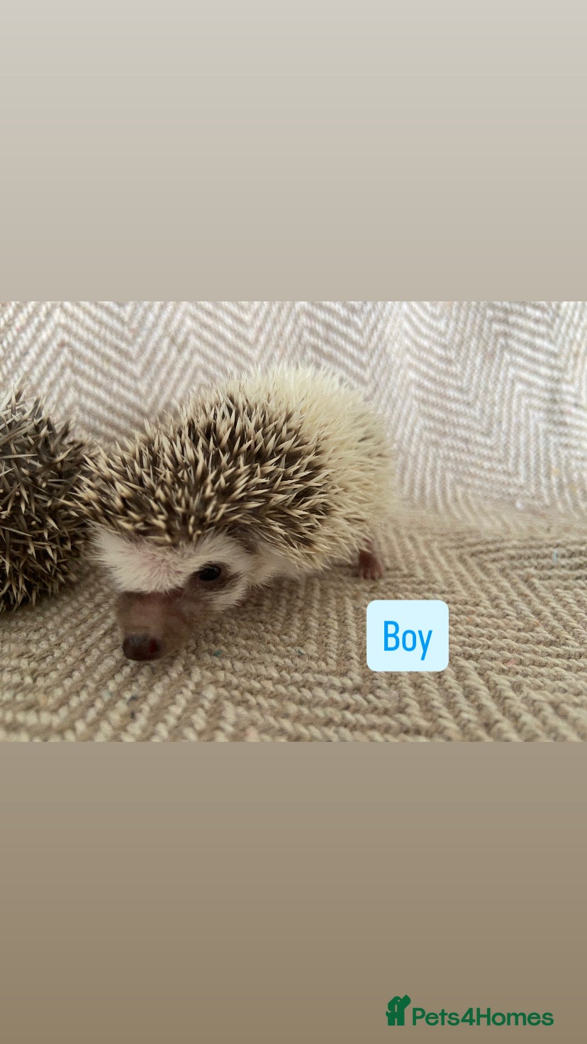 Pygmy Hedgehog rodents for sale: African Pygmy Hedgehogs  - Advert 6