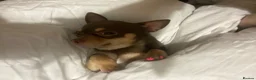 Chihuahua dogs for sale: Tiny chihuahua  in Macclesfield - Advert 3
