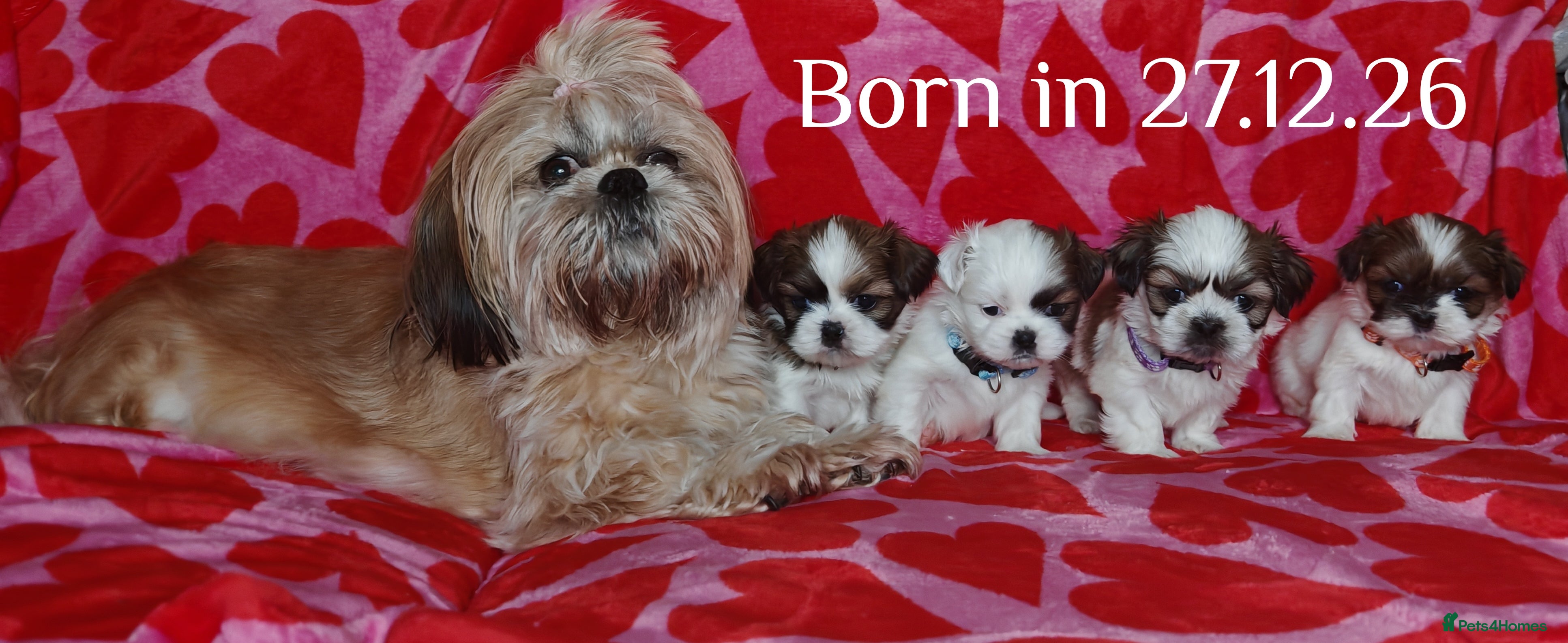 Shih Tzu dogs ❤️Beautiful pure bred shih tzu.😍😘 - Advert 5