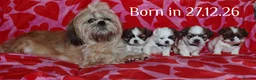 Shih Tzu dogs for sale: ❤️Beautiful pure bred shih tzu.😍😘 - Advert 2