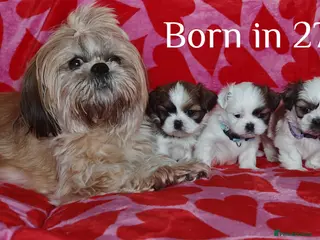 Shih Tzu dogs ❤️Beautiful pure bred shih tzu.😍😘 - Advert 5