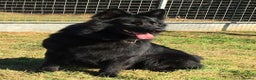 German Shepherd dogs for stud: Frankie Available Stud Fully Health Tested Clear in Wisbech - Advert 7