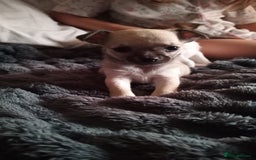 Chihuahua dogs for sale: Ready 4th november - Image 2